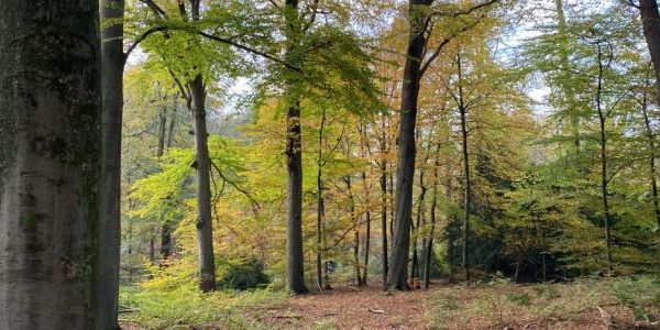bomen-arnhem